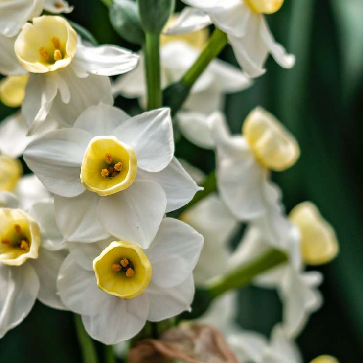 Weiße und gelbe Narzissen in der Blüte tagsüber Schiebepuzzle online
