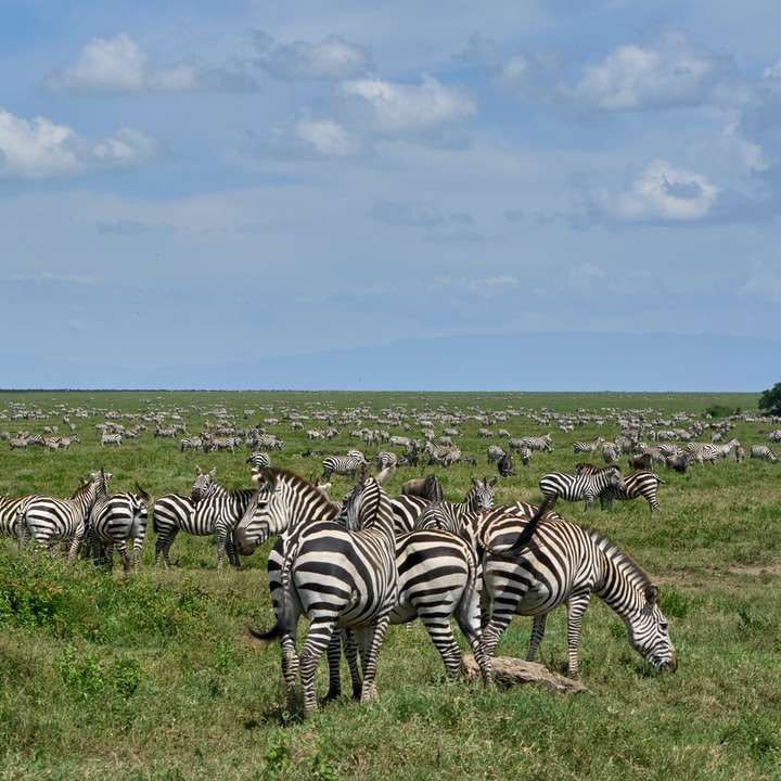 Zebra no campo de grama verde durante o dia puzzle deslizante online