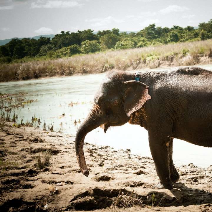 Γκρι ελέφαντας με τα πόδια στο καφέ χώμα κατά τη διάρκεια της ημέρας συρόμενο παζλ online