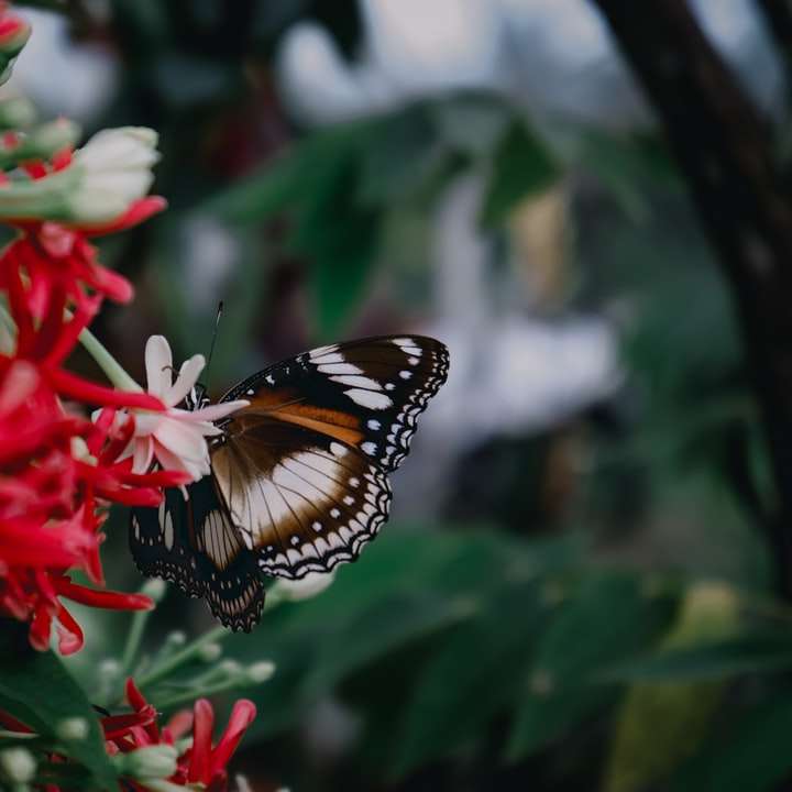 Černý a bílý motýl na červený květ online puzzle