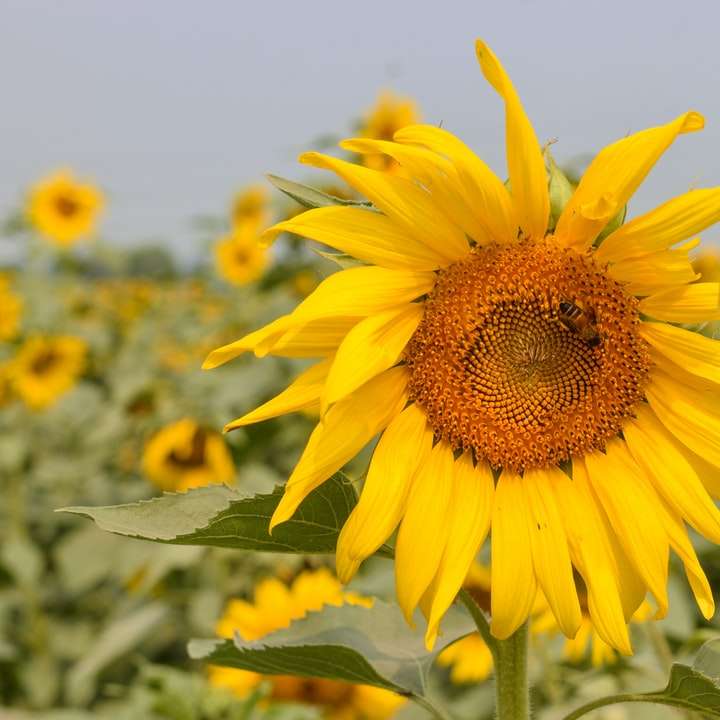 Gelbe Sonnenblume in der Nähe von oben Fotografie Schiebepuzzle online