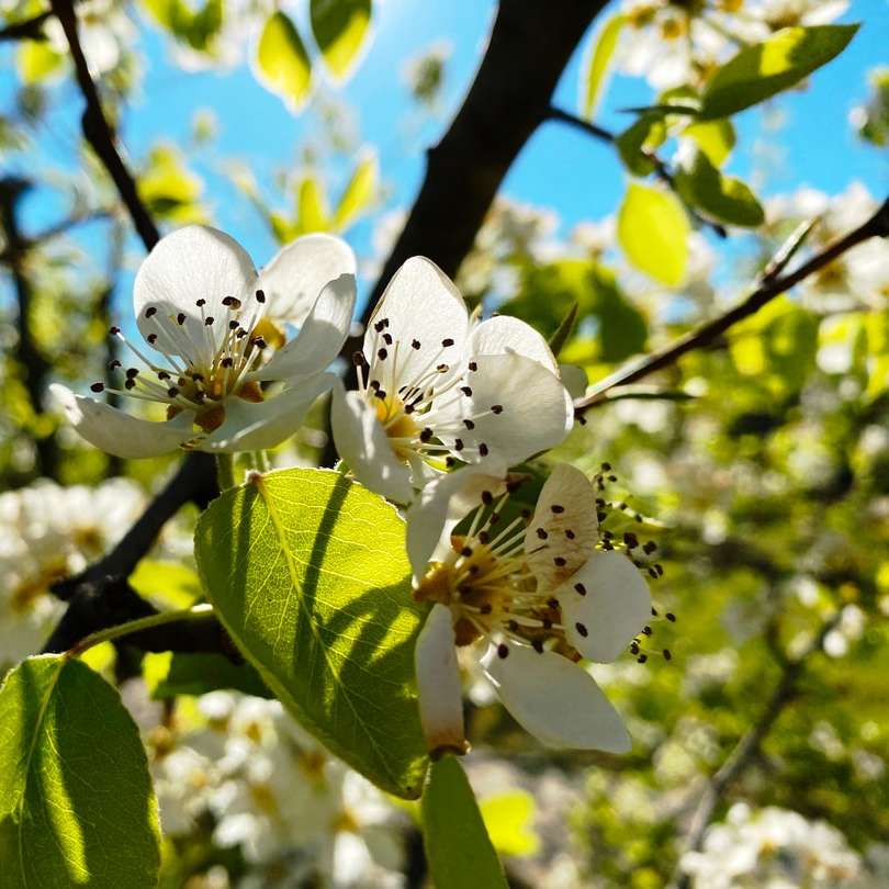 Bílý Cherry Blossom v Bloom během dne online puzzle