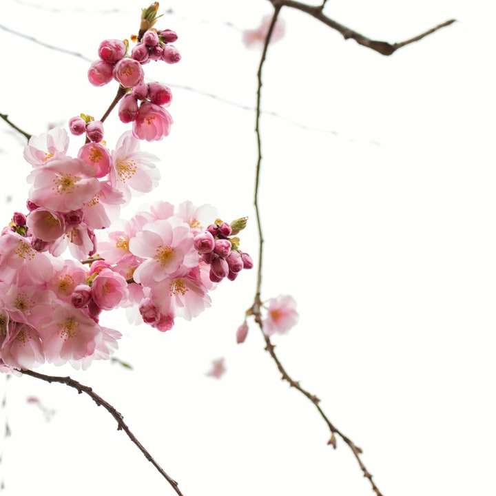 Rosa och vita blommor på brun trädgren glidande pussel online