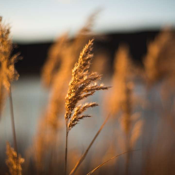 поле коричневой пшеницы в дневное время онлайн-пазл