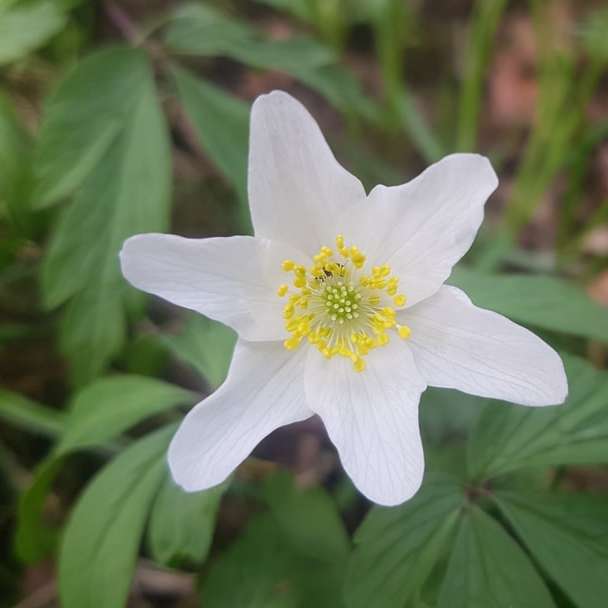Λευκό λουλούδι στο φακό μετατόπισης κλίσης online παζλ