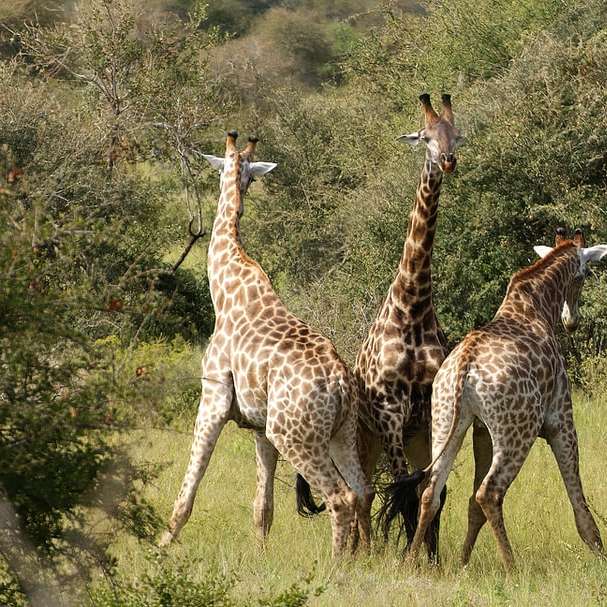 Tre giraffer på brunt gräsfält under dagtid glidande pussel online