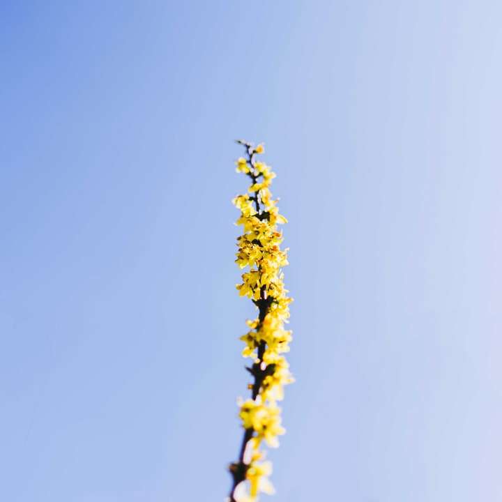 gul blomma under blå himmel under dagtid glidande pussel online