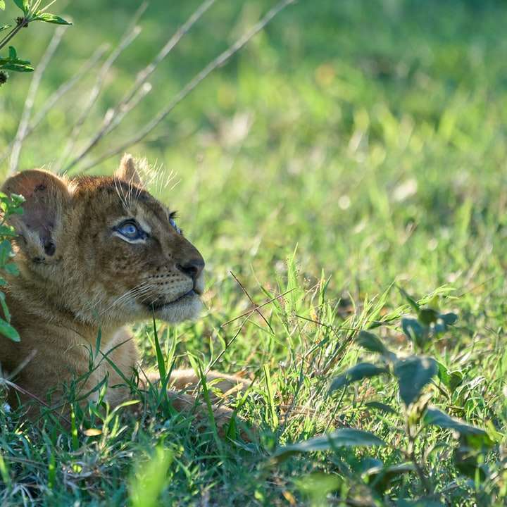 Lioness brun pe câmpul de iarbă verde în timpul zilei puzzle online