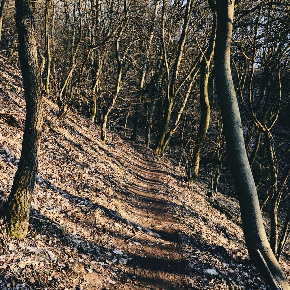 褐色森林土の茶色の木 スライディングパズル・オンライン