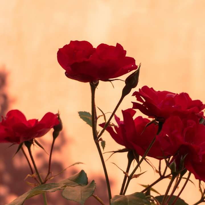 Červené růže v zblízka fotografování online puzzle