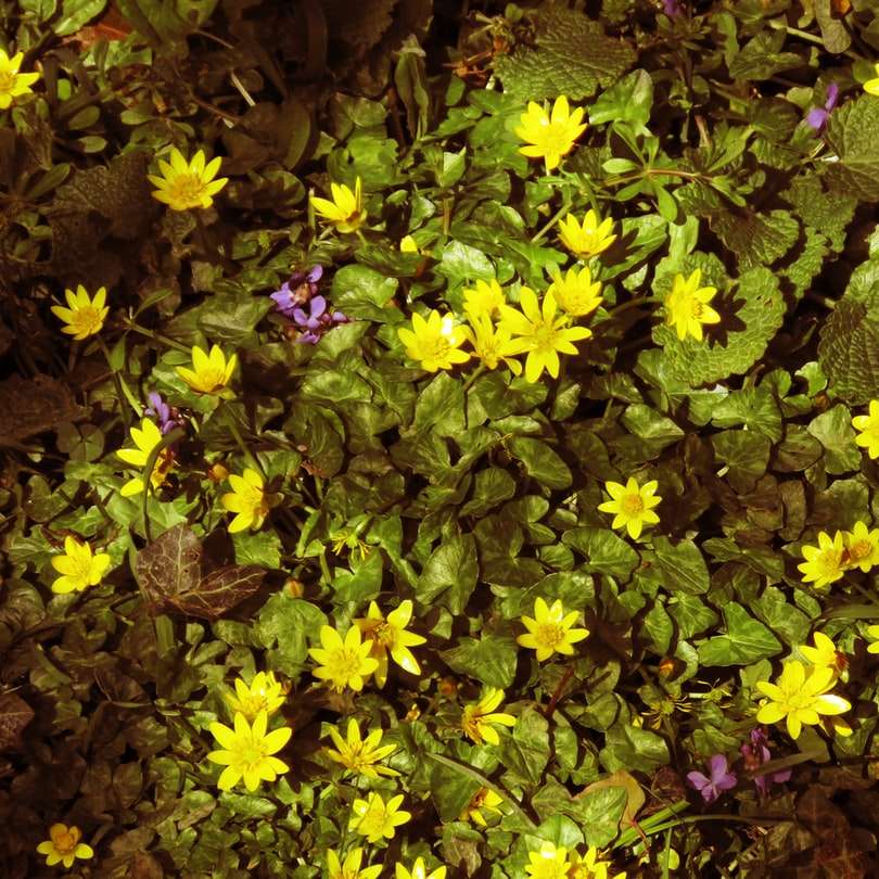 Gele en groene bloemplanten schuifpuzzel online