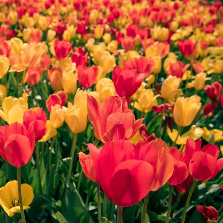 Campo de tulipanes rojo y amarillo durante el día puzzle deslizante online