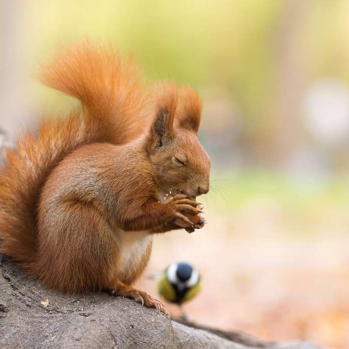 Brązowa wiewiórka na brązowym pniu drzewa w ciągu dnia puzzle online