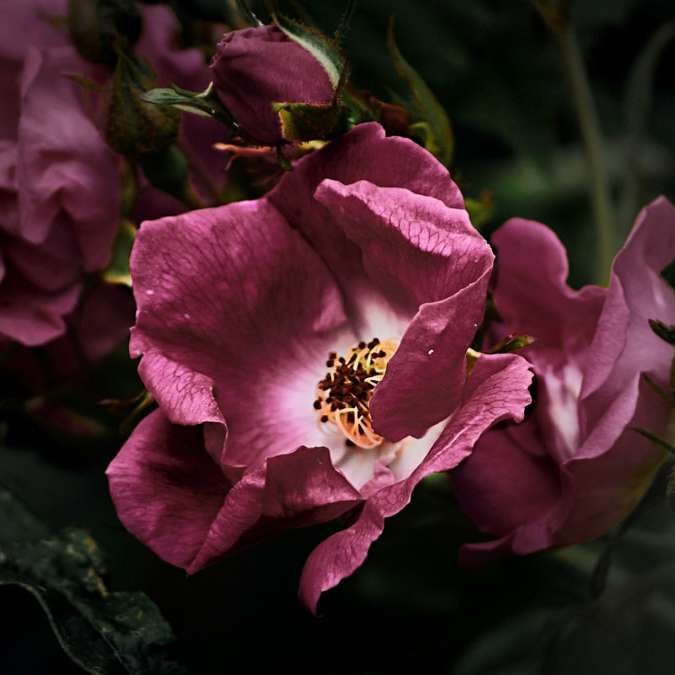 Rosa Blume in der Tilt-Umschaltlinse Online-Puzzle