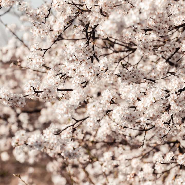 white cherry blossom tree during daytime sliding puzzle online