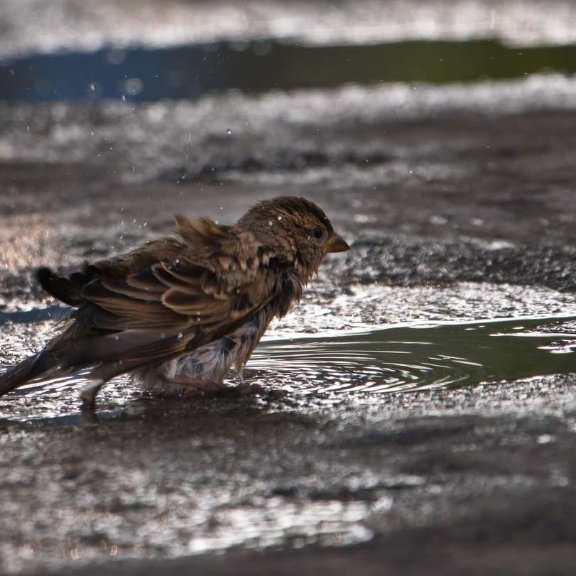 uccello marrone sull'acqua durante il giorno puzzle scorrevole online