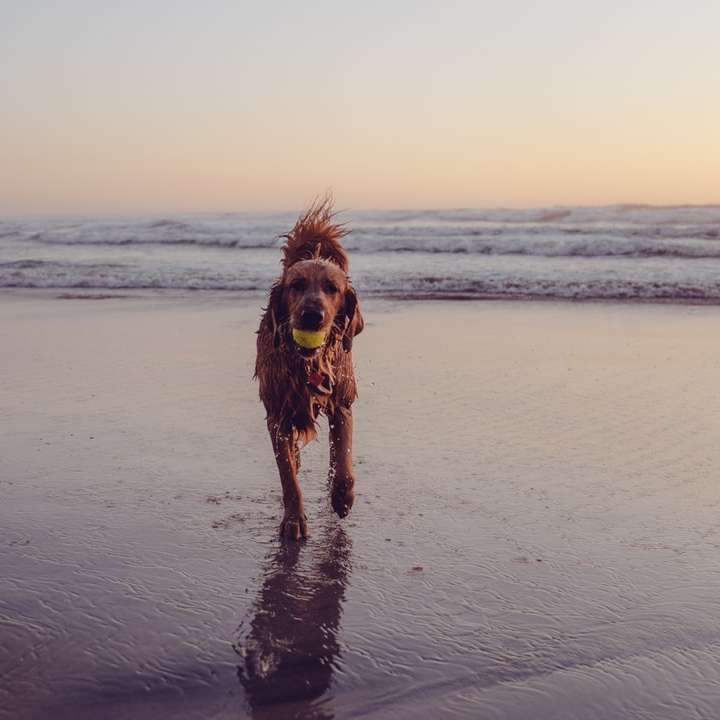 Кафяво дълго покритие куче се движи по плажа през деня плъзгащ се пъзел онлайн