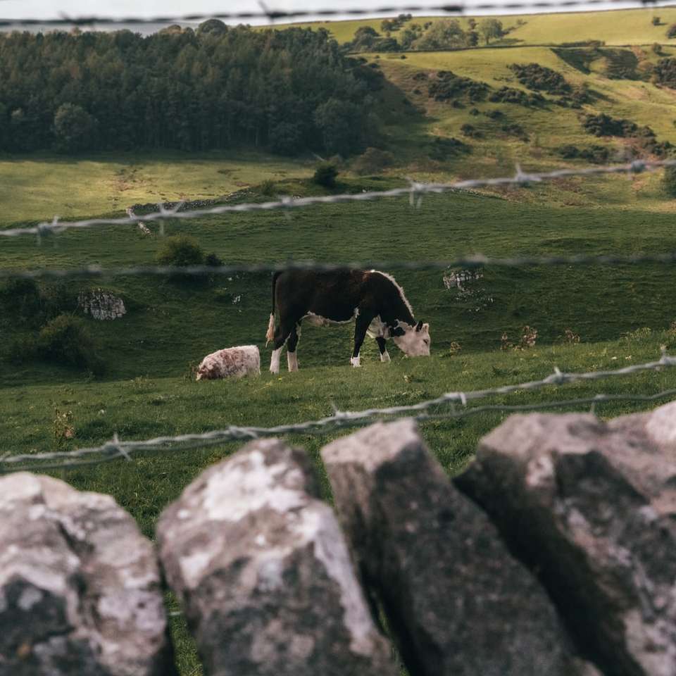 Czarno-biała krowa na zielonej trawie polu w ciągu dnia puzzle online