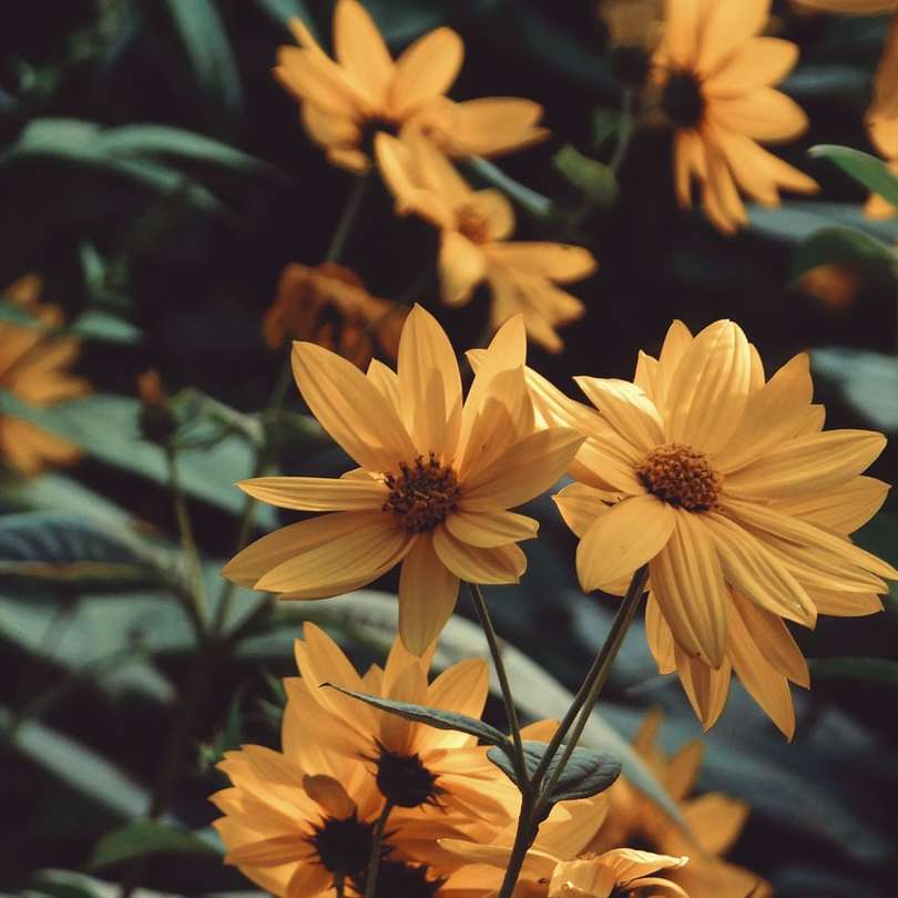Żółty kwiat w obiektywach przechylnych puzzle online
