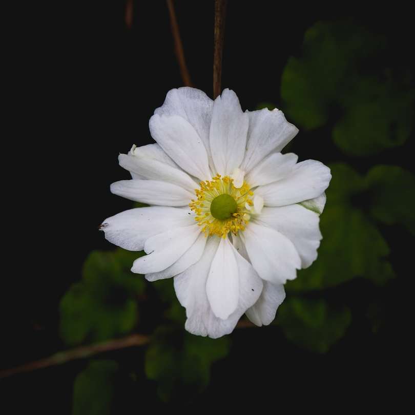 Weiße Blume in der Neigungsschichtlinse Schiebepuzzle online