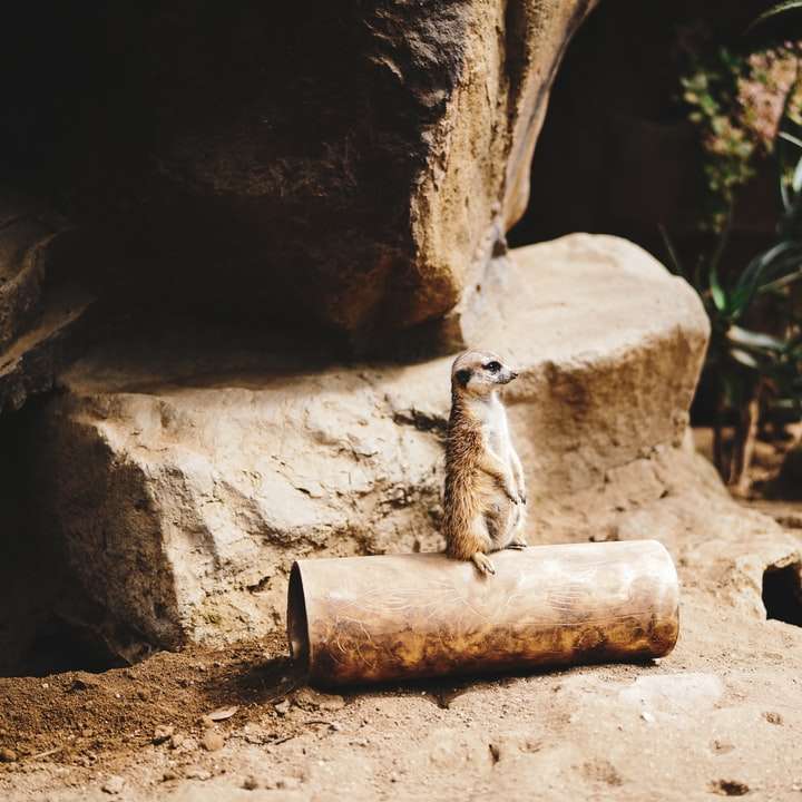 коричневый и белый кот на коричневой скале онлайн-пазл