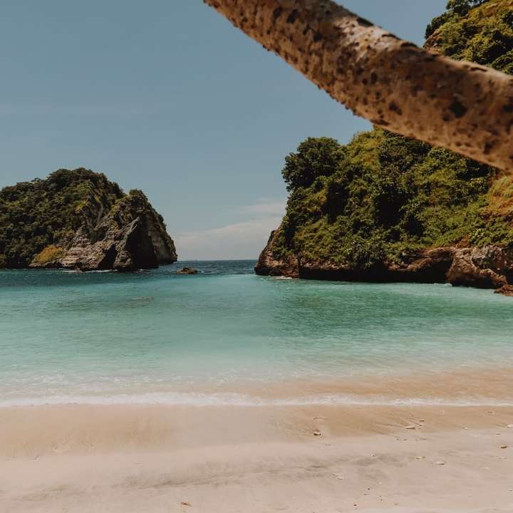 Tronco de árvore marrom na praia durante o dia puzzle online