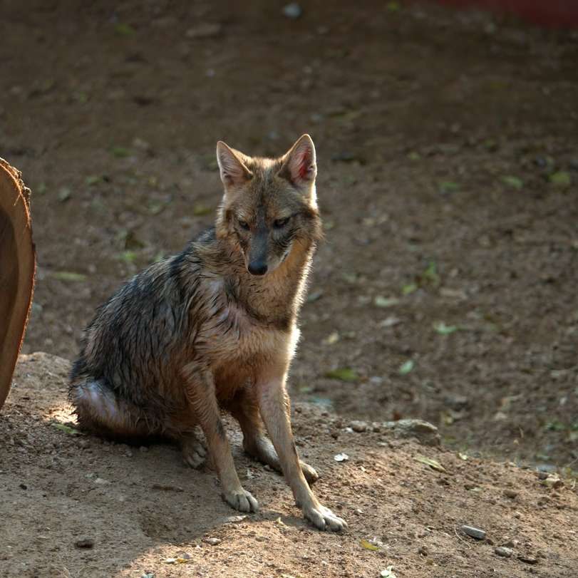καφέ και μαύρη αλεπού που στέκεται σε καφέ έδαφος κατά τη διάρκεια της ημέρας συρόμενο παζλ online