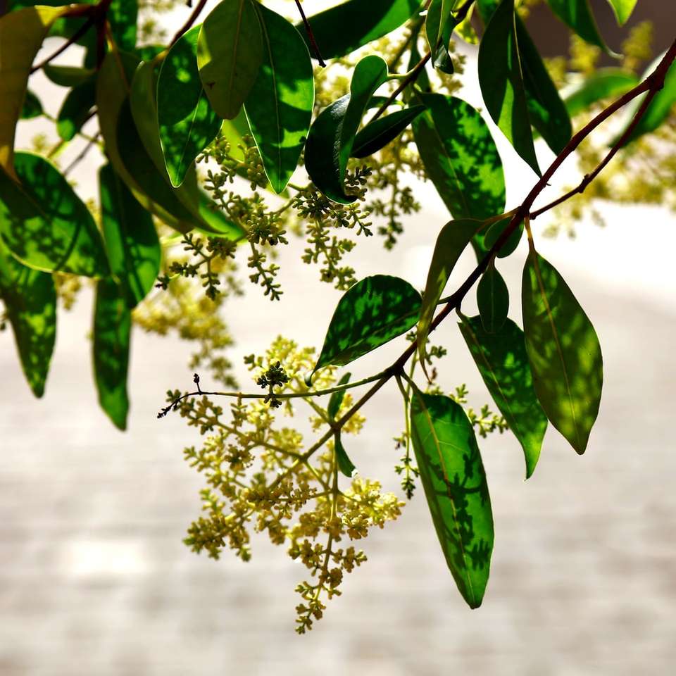 зелене листя з білими квітками онлайн пазл