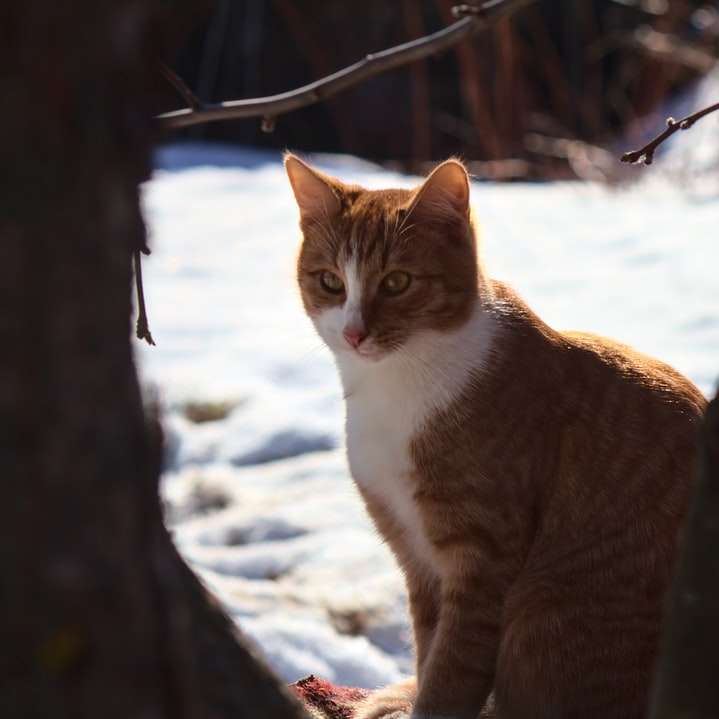 Oranžová a bílá mourovatá kočka na hnědé větvi stromu posuvné puzzle online