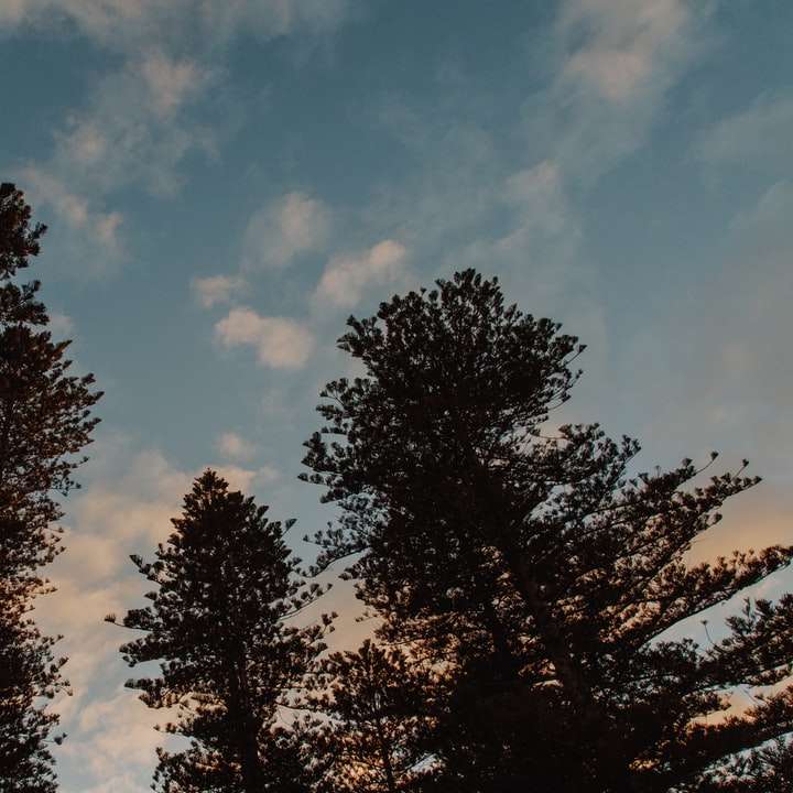 Πράσινα δέντρα κάτω από τον μπλε ουρανό κατά τη διάρκεια της ημέρας συρόμενο παζλ online