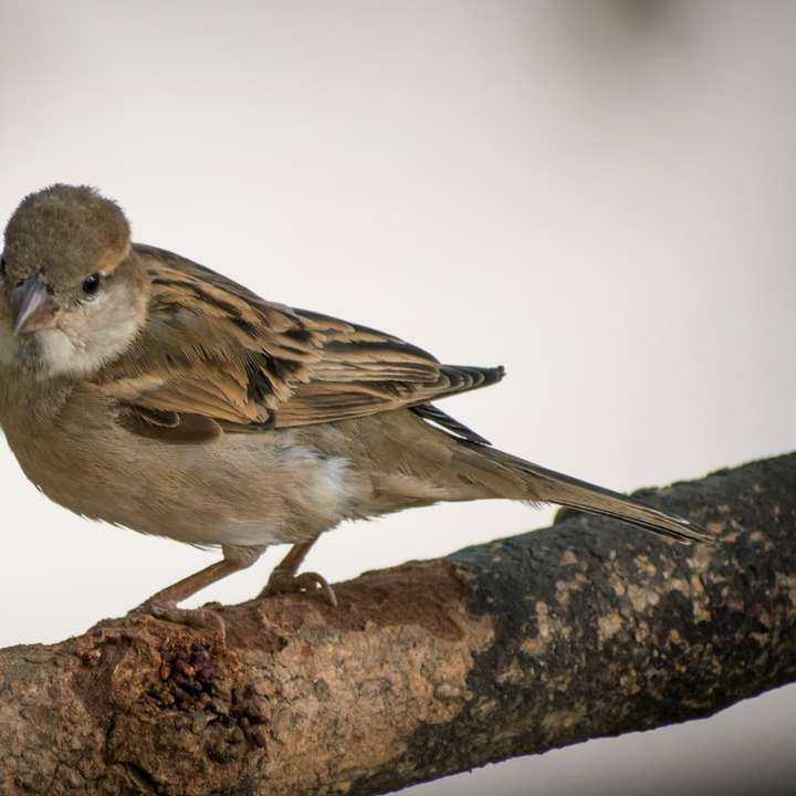 Pájaro marrón y blanco en rama de árbol marrón rompecabezas en línea
