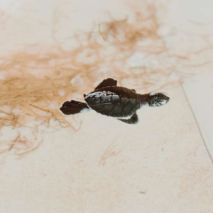 чорно-коричнева черепаха на коричневому піску розсувний пазл онлайн