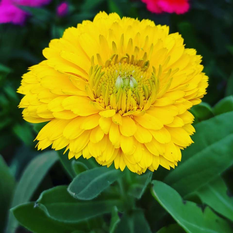 Fleur jaune en macro lentille puzzle coulissant en ligne