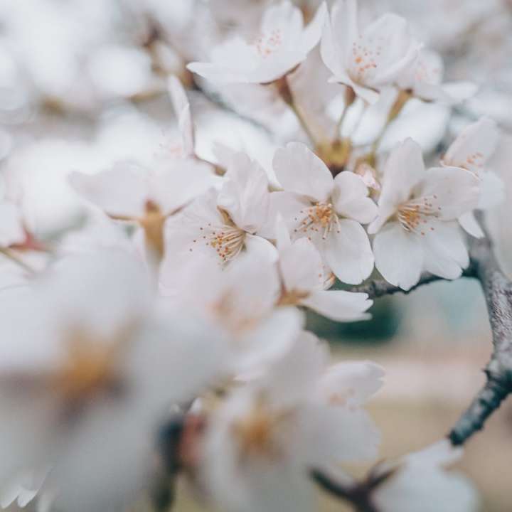 Biały kwiat wiśni w zbliżeniu fotografii puzzle przesuwne online