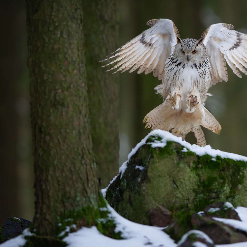 Landing Owl sliding puzzle online