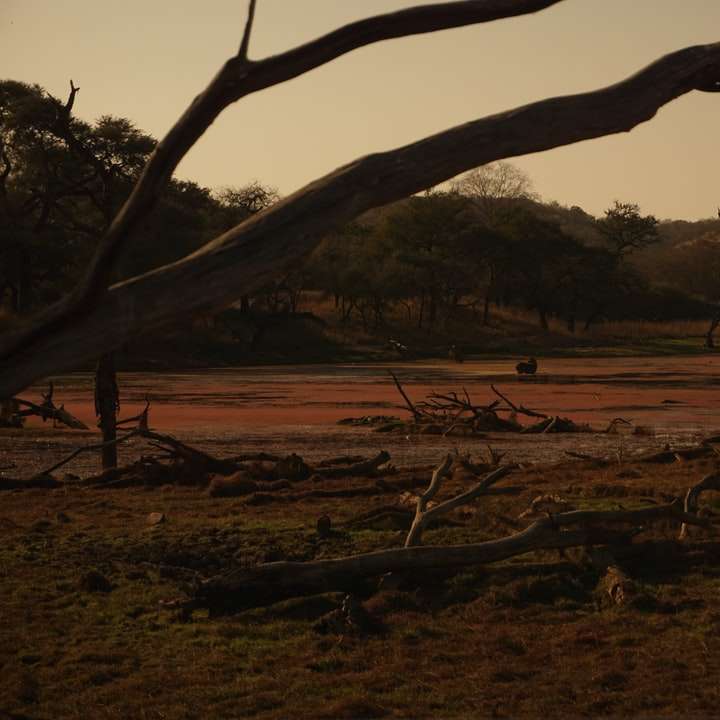 Tronco de árvore marrom na areia marrom perto do corpo da água puzzle deslizante online
