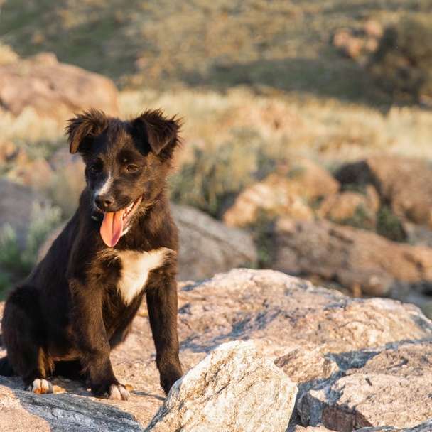 Fekete-fehér rövid kabát közepes kutya ül a sziklán online puzzle