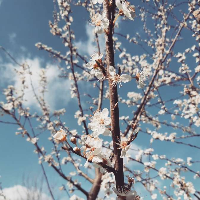 Witte kersenbloesem onder blauwe hemel overdag online puzzel