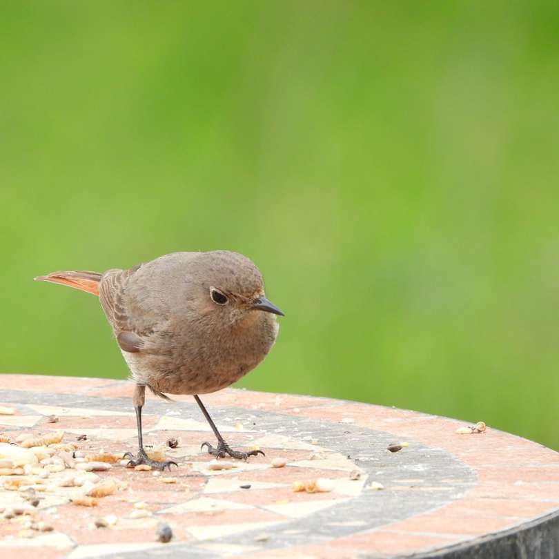 Pájaro gris en registro de madera marrón durante el día puzzle deslizante online