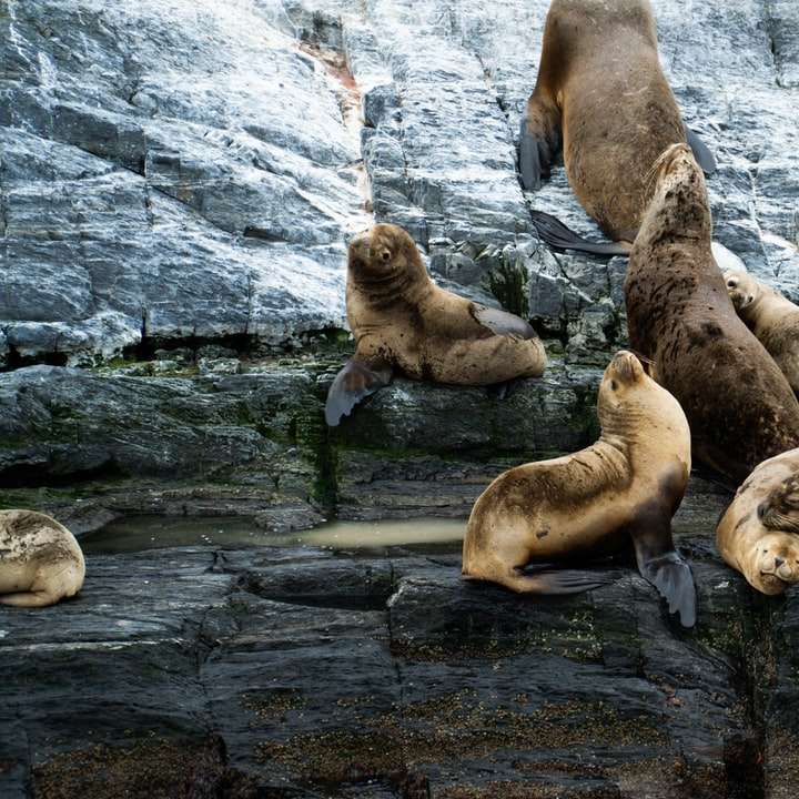 Groupe de lions de mer sur la formation de roche puzzle coulissant en ligne
