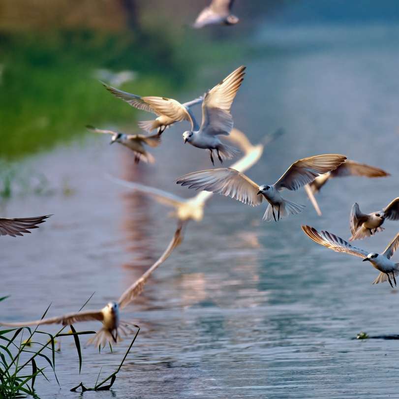 昼間に水の上を飛んでいる鳥の群れ スライディングパズル・オンライン