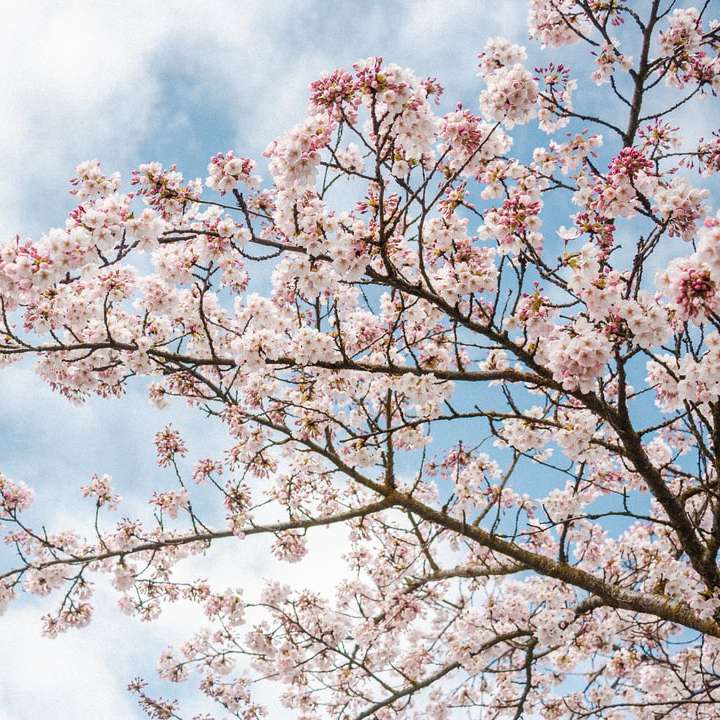 Rózsaszín cseresznye virágos fa alatt fehér felhők és kék ég online puzzle