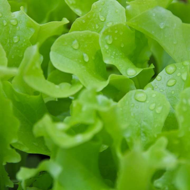 Kropelki wody na zielonej roślinie puzzle przesuwne online