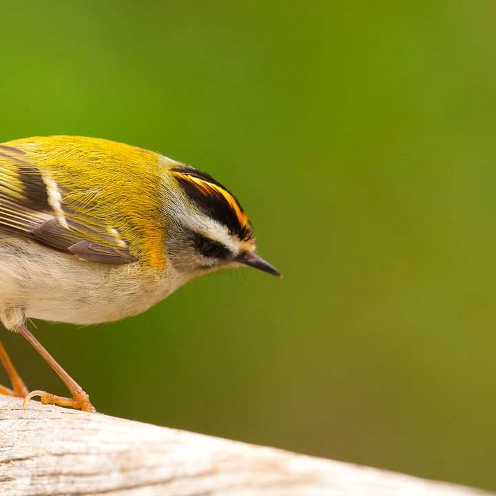 Żółty i czarny ptak na brązowej gałęzi drzewa puzzle online