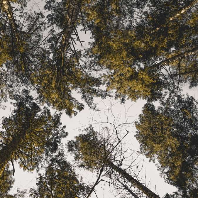 ниско ъгъл фотография на зелени дървета под синьо небе онлайн пъзел