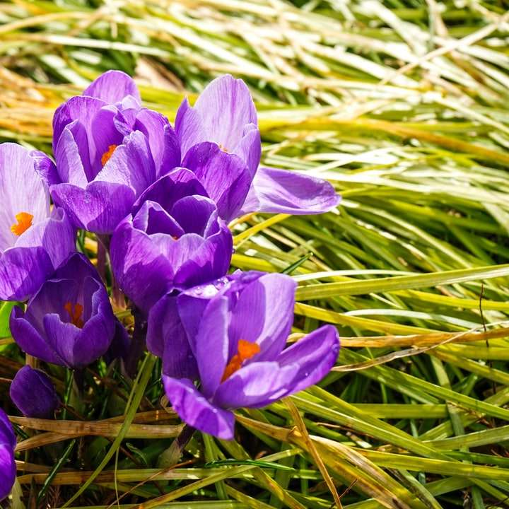 lila krokusblommor i blom under dagtid Pussel online