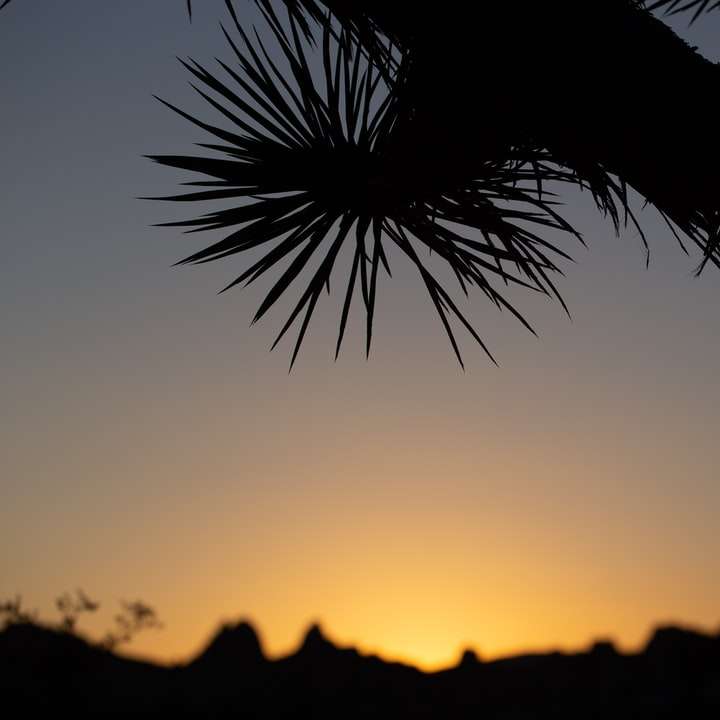 Silhuett av palm under solnedgången glidande pussel online