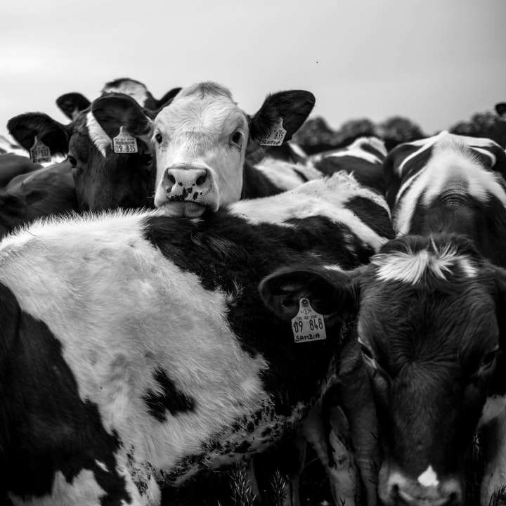 Stupně šedi fotografie krávy v poli online puzzle