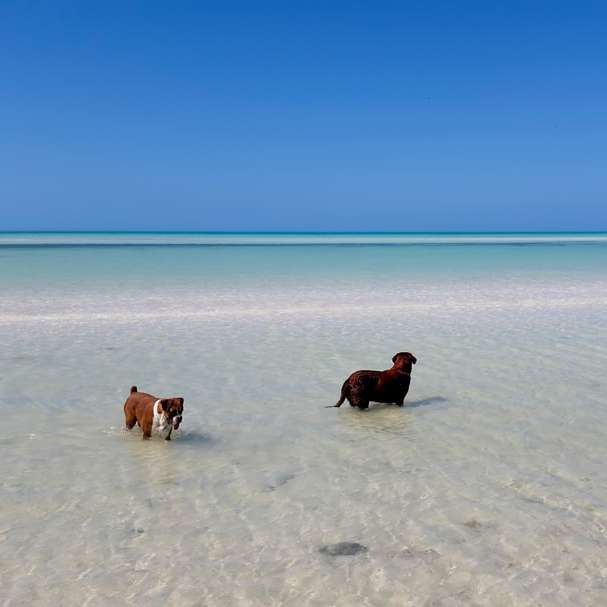 2 σκυλιά σε παραλία με λευκή άμμο κατά τη διάρκεια της ημέρας συρόμενο παζλ online