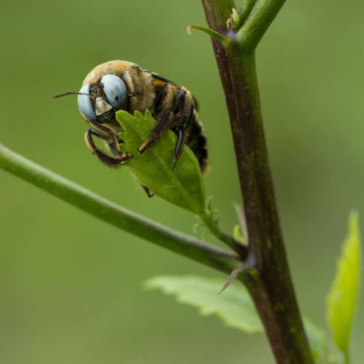 жълт и черен пчел на зелено лист онлайн пъзел